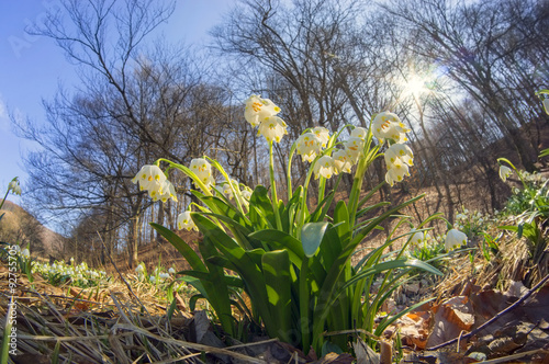 Snowdrops - spring flowers