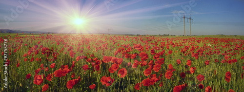 bloom wild poppies photo