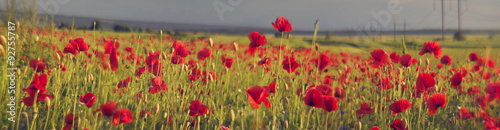 Wheat and poppies