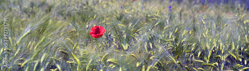Wheat and poppies