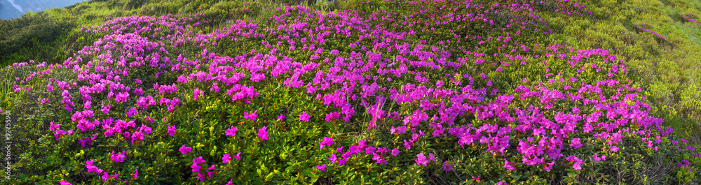 rhododendrons Chornogory