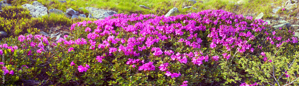 rhododendrons Chornogory