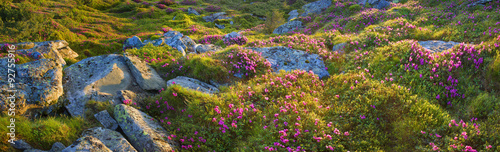 rhododendrons Chornogory