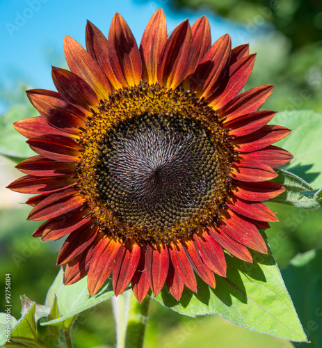 Fototapeta Naklejka Na Ścianę i Meble -  Red sunflower