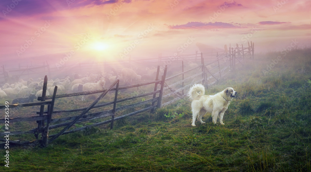 Fototapeta premium shepherd and sheep