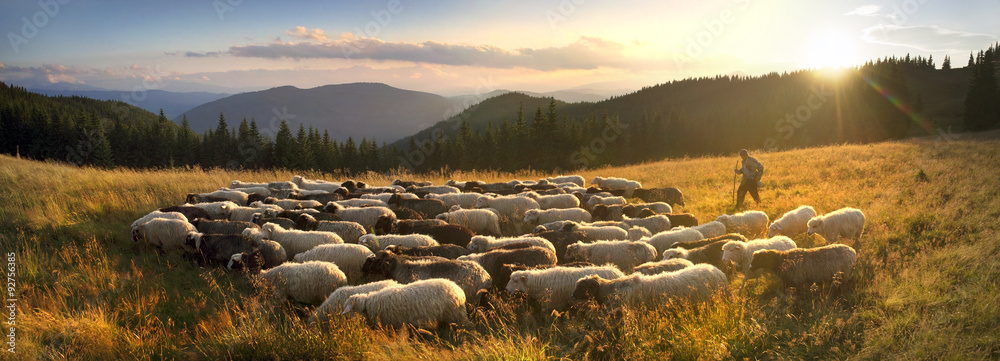 Shepherds and sheep Carpathians