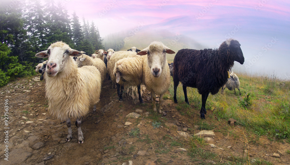 Fototapeta premium Shepherds and sheep Carpathians