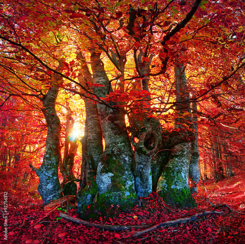 Autumn forest in Ukraine #92756512
