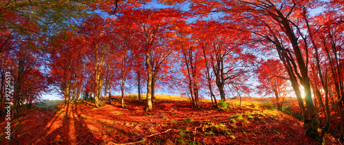 Autumn forest in Ukraine #92756513