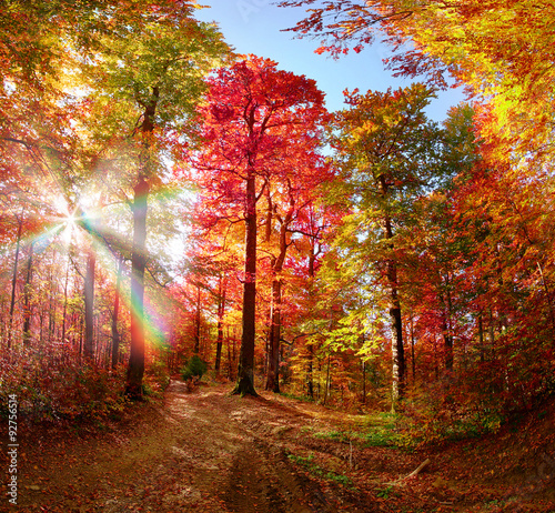 Autumn forest in Ukraine