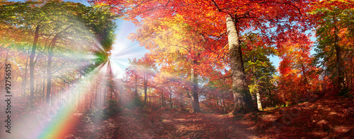 Autumn forest in Ukraine #92756515