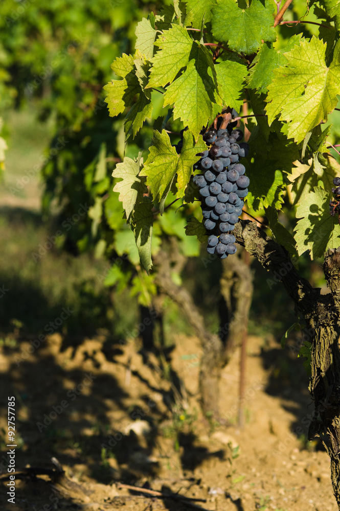 Bunches of red wine grapes hanging on the wine