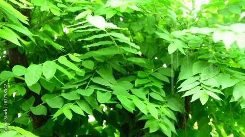 water drops cascade from green leaves during heavy rain