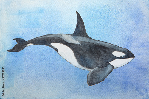 Watercolor killer whale