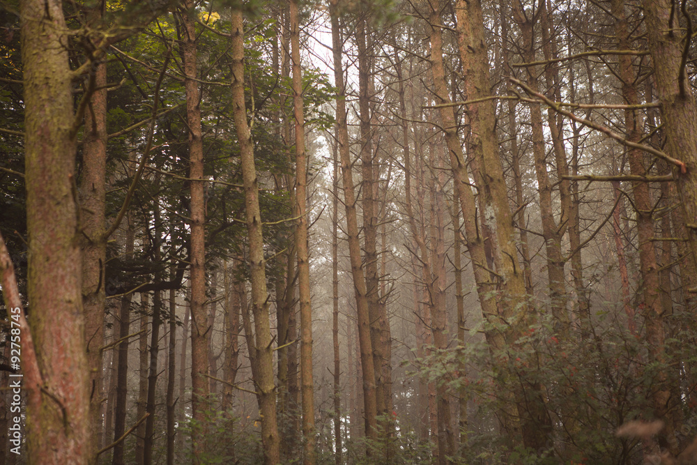 Obraz premium woodland style images of trees and nature