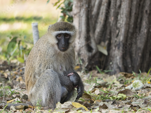  scimmia con il suo piccolo © africa