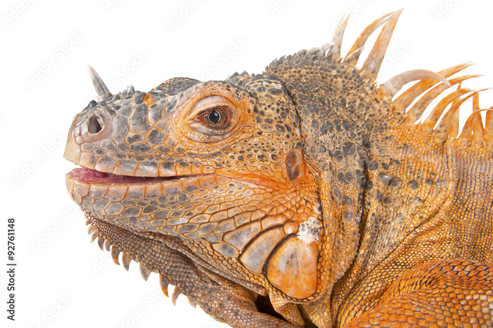 Fototapeta premium Portrait of iguana close-up..