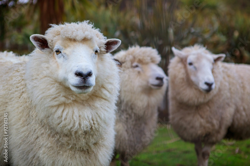 Fototapeta Naklejka Na Ścianę i Meble -  close up face of new zealand merino sheep in farm