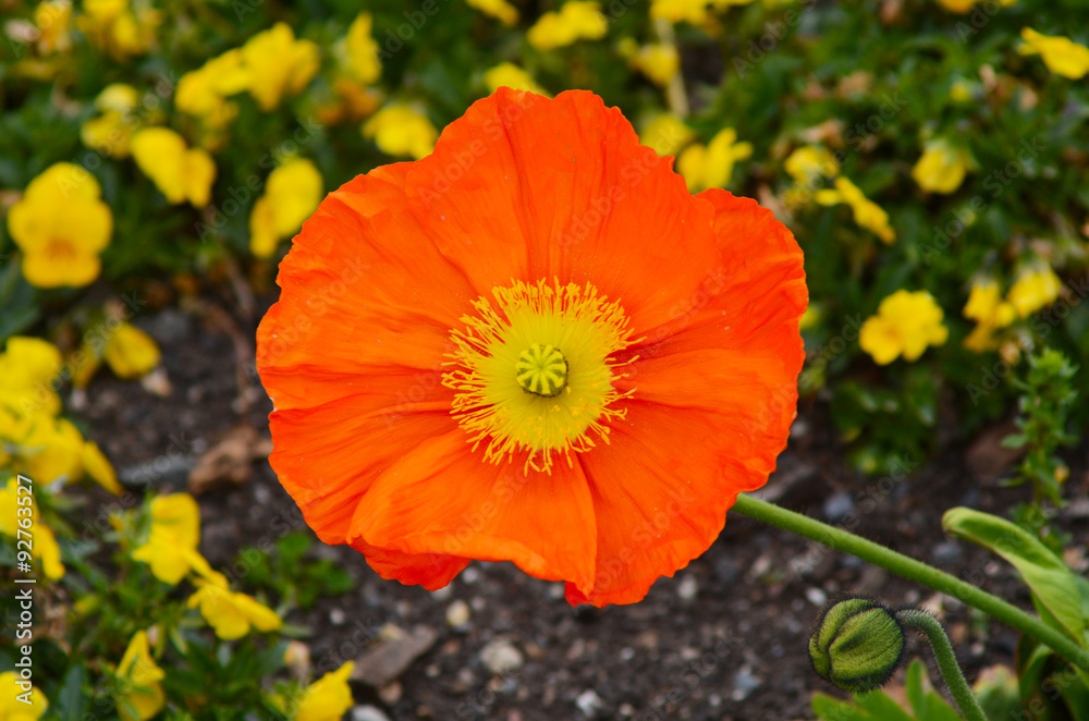 Orange champagne scarlet blossoming in the spring Orange champagne scarlet blossoming in the spring