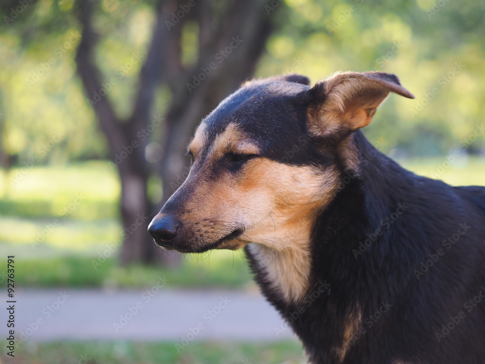 Дворняга. Портрет бездомной собаки. Морда собаки. Уличный пес. Снято в парке. Зелень, природа