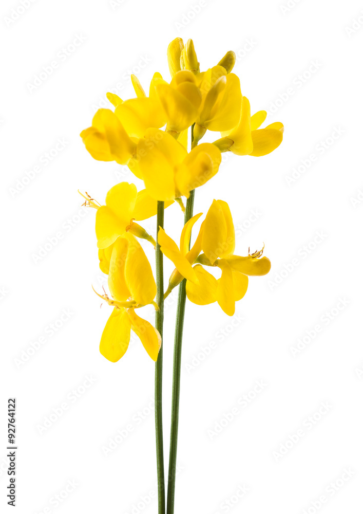 Fototapeta premium broom isolated on white