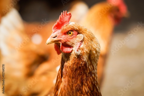 Hühnerkopf vor unscharfen anderen Hühnern im Hintergrund