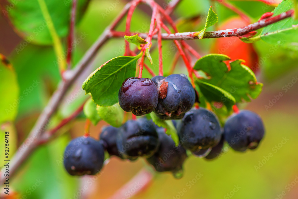 Aronia or black chokeberry Aronia or black chokeberry