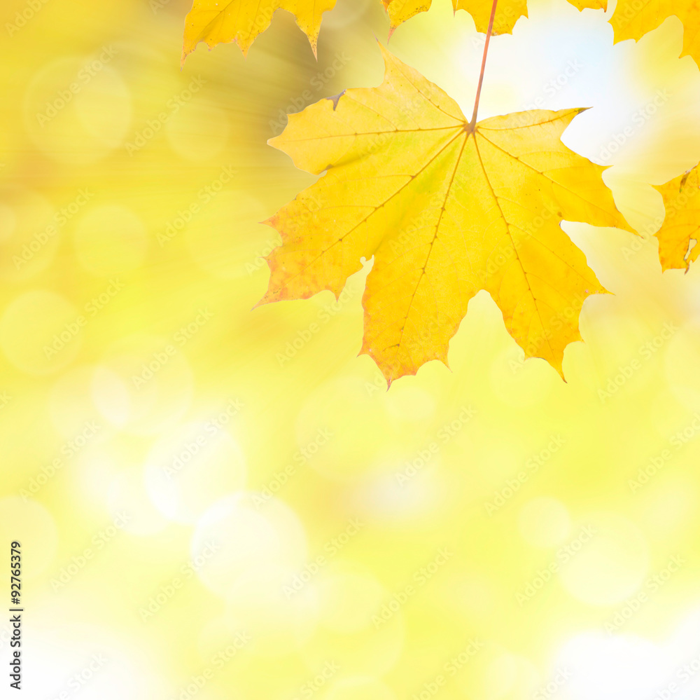 fall leaves with green grass