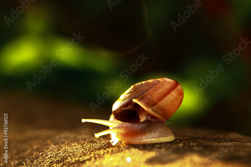 snail walking alone on the concrete floor with the light effect