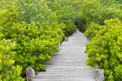 wooden bridge walkway in mangrove forest