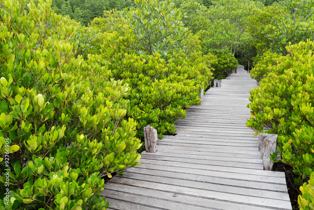 wooden bridge walkway in mangrove forest