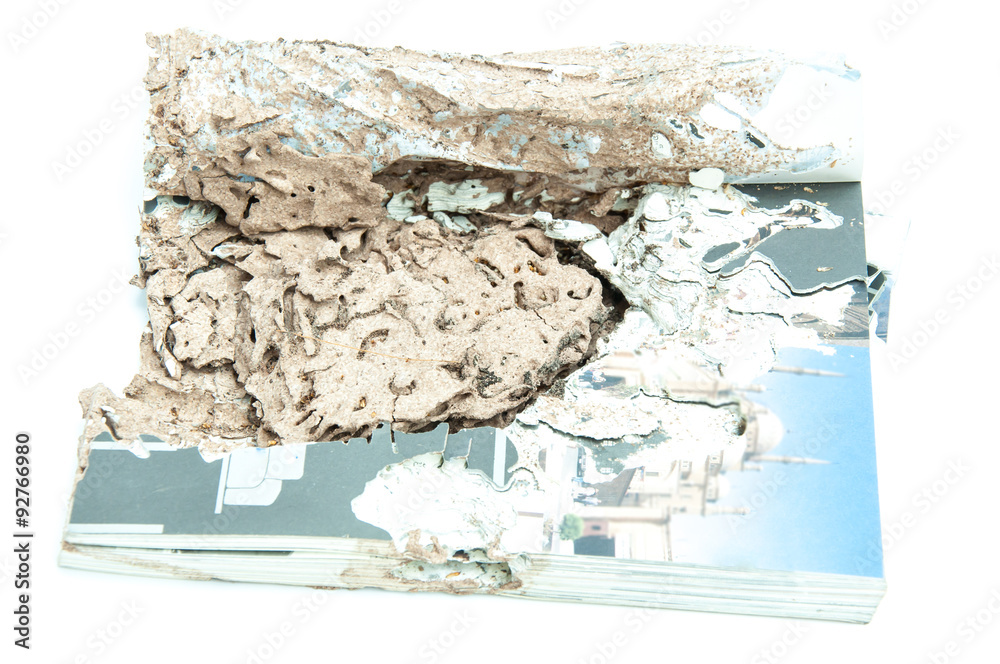 Fototapeta premium Close up damaged paper eaten by termite