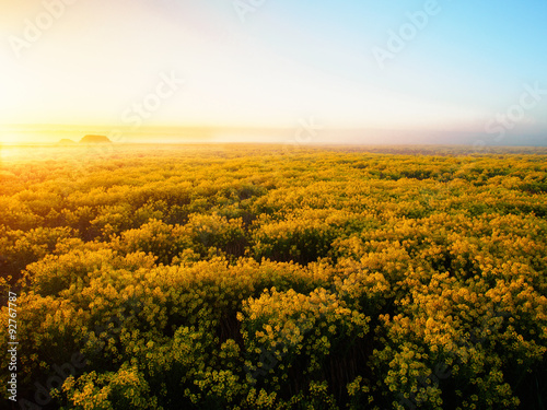 Misty Morning in the Spring Flower Field