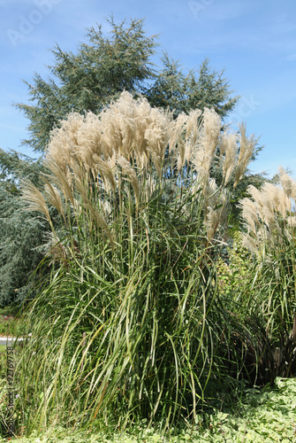 Herbe de la Pampa