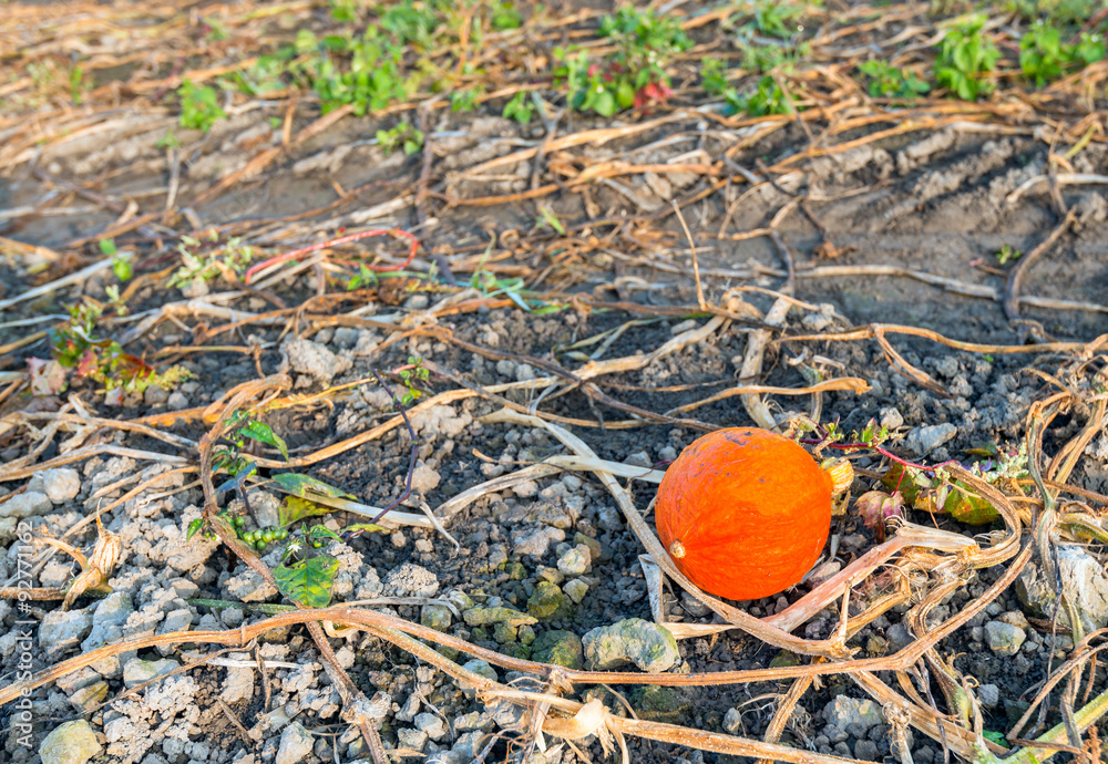 One pumpkin remaining in the field One pumpkin remaining in the field