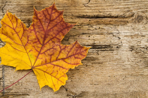 Colorful maple leaves on wooden background. Thanksgiving, autumn.