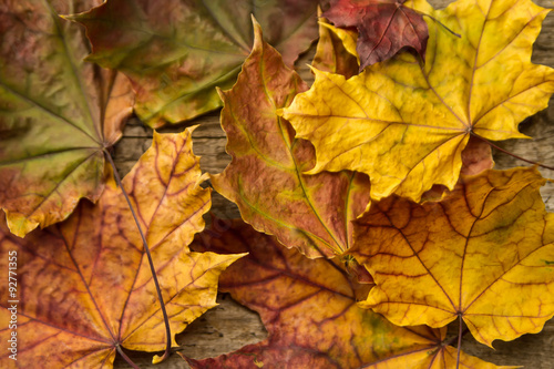 Colorful maple leaves on wooden background. Thanksgiving  autumn.