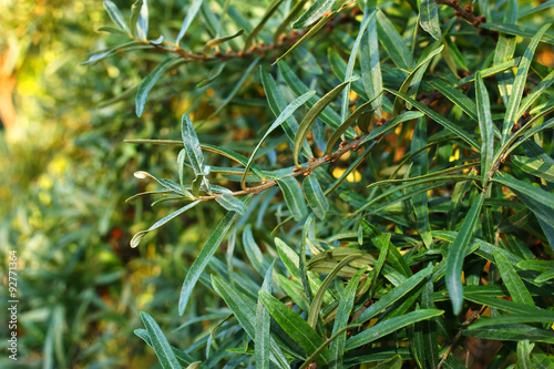 Sea buckthorn