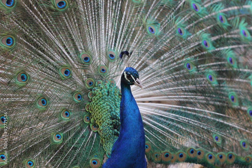 Obraz premium Spieglein, Spieglein an der Wand...