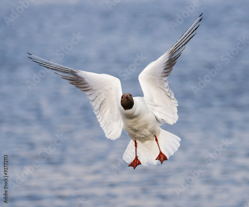  seagull flies over the sea.