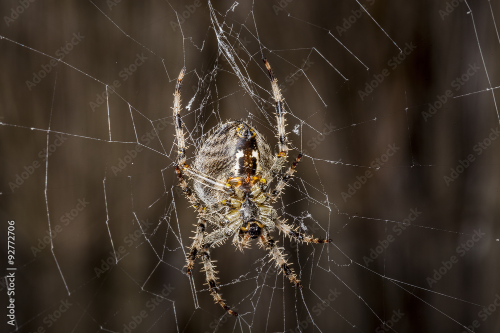 Garden Spider -Araneus Diadematus. Garden Spider -Araneus Diadematus.