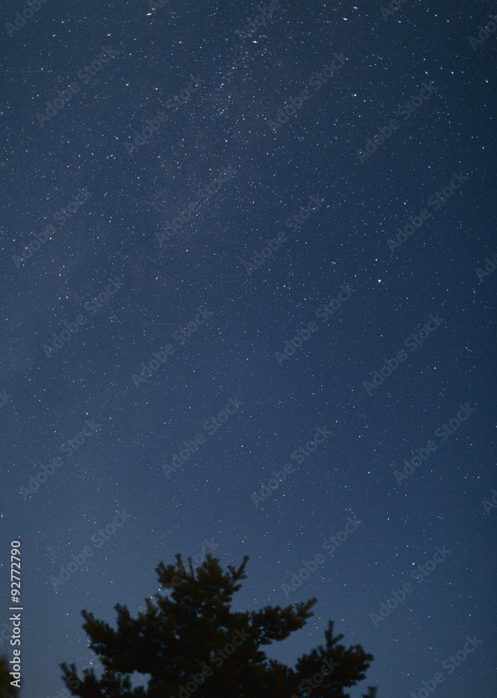 Clear night sky full of stars framed by trees. Lithuania.
