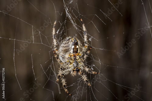 Garden Spider -Araneus Diadematus.