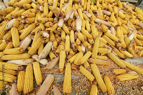 Ripe cob corn - autumn harvest

