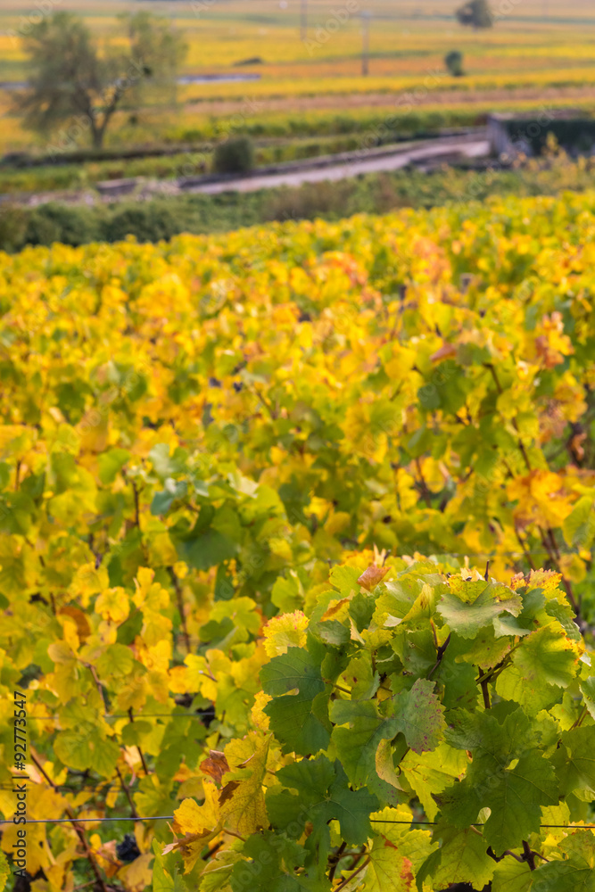 Obraz premium vignes en automne