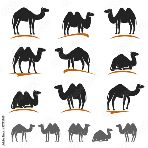 Camel set. Vector