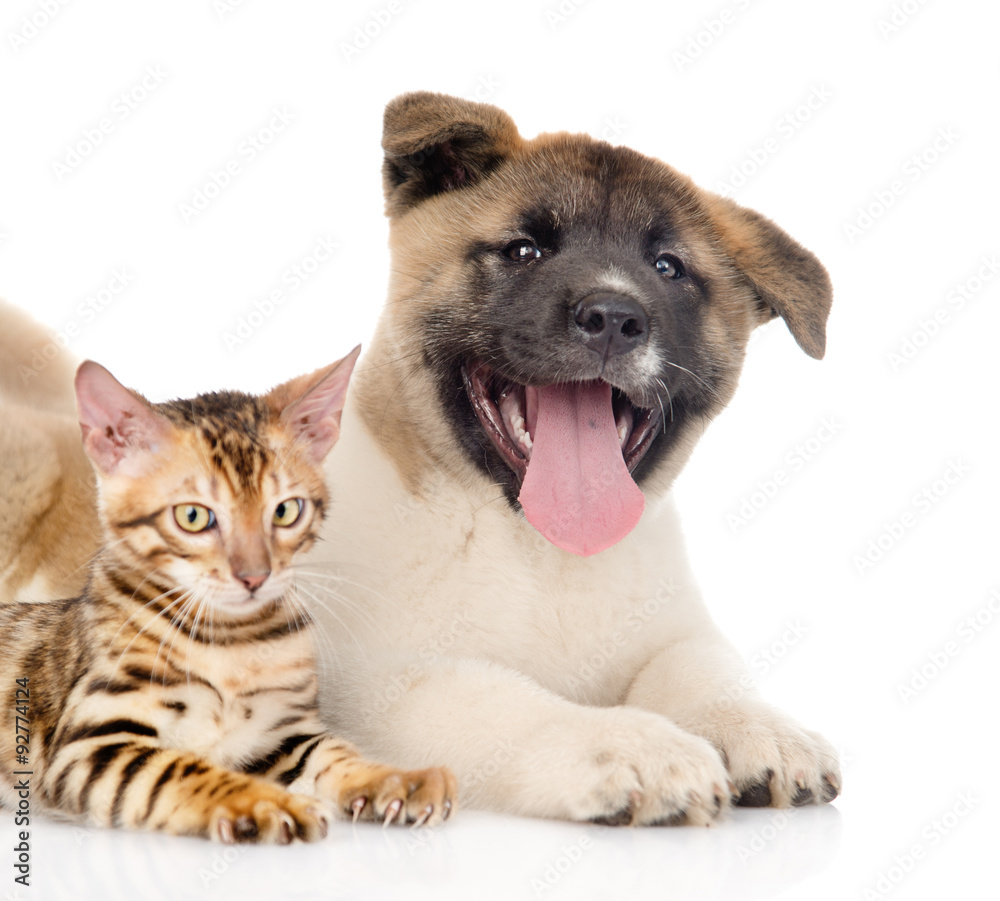 Happy Japanese Akita inu puppy dog lying with small bengal cat.