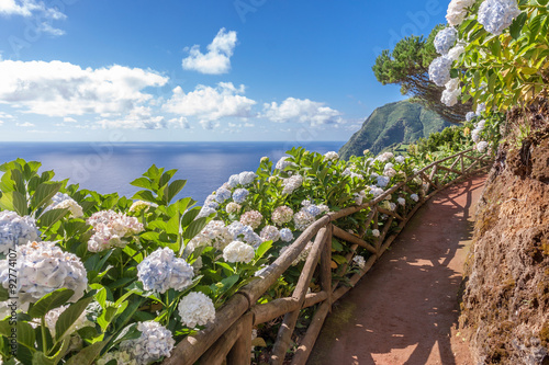 Coastal path with ortensia in Sao Miguel, Azores Islands