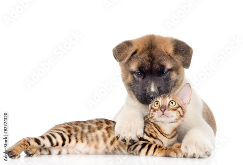 Akita inu puppy dog lying with bengal kitten. isolated on white