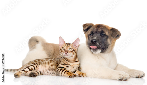 funny Japanese Akita inu puppy dog and bengal kitten together. i